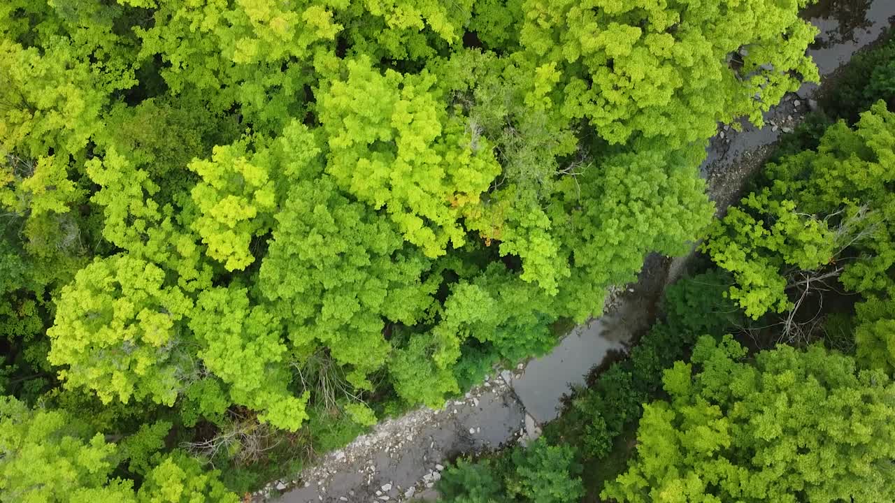 vista aérea lenta de arriba hacia abajo que muestra un bosque verde y un pequeño arroyo vacío durante un caluroso día de verano