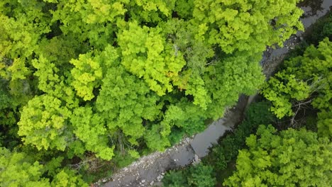 slow aerial top down view showing green forest and small empty stream during hot summer day