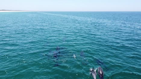 delfines escolares en playa comporta, sur de portugal, vista aérea de drones