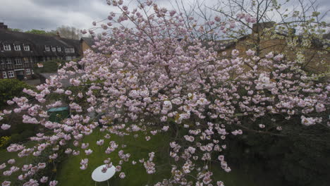 timelapse of a cherry tree developing fully pink blossom