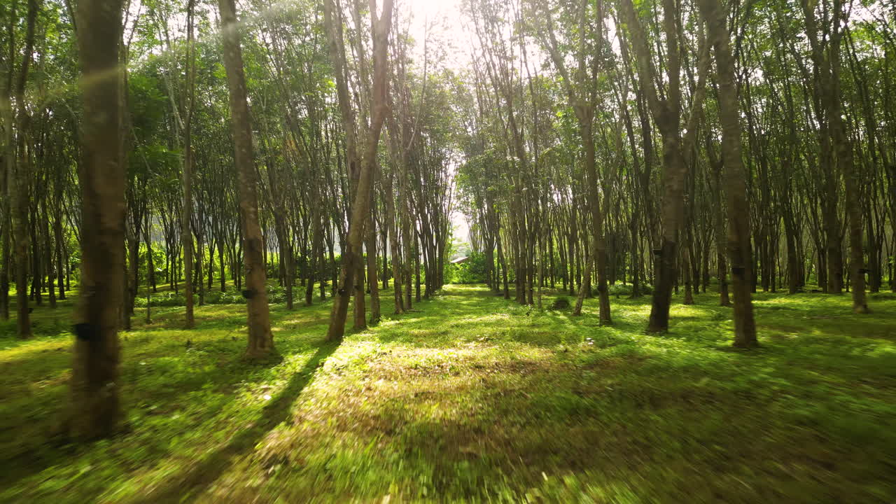 태국 의 한 농장 에서 고무 나무 의 줄 을 가로질러 나아가고 있다