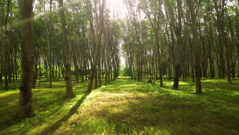 moviéndose hacia adelante a través de filas de árboles de caucho en una plantación en tailandia