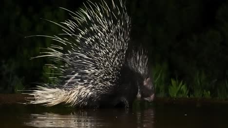 an indian crested porcupine (hystrix indica) is drinking water at night, and its reflection appears in the spring .