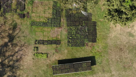 drone vertical view from above of a gardener watering with hose multiple vegetable seedbeds