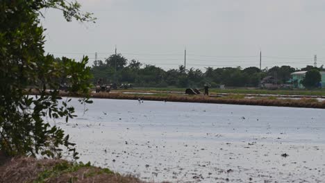 Agricultores-De-Arroz-De-Tailandia-Labrando-El-Suelo-Con-Maquinarias-Para-Prepararse-Para-La-Próxima-Plantación-De-Cultivos,-Aves-De-Garza-Blanca-Explorando-Alrededor-Del-Campo-De-Arroz-En-Busca-De-Insectos,-Asia