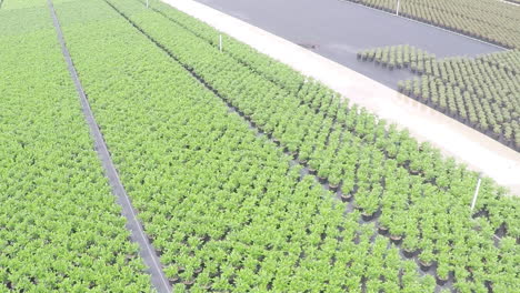 drone flying over rows of green plants