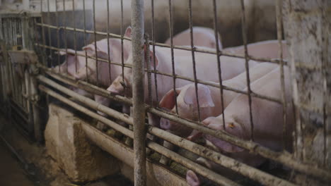 pigs in a farm pen