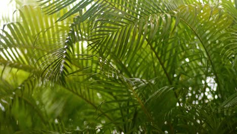 Fuertes-Gotas-De-Lluvia-Cayendo-Dentro-Y-Fuera-De-Las-Hojas-De-Palma-Areca