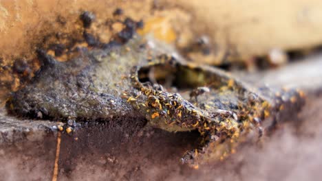 a bee colony in the crack hole of building with honeybees walking and flying around to gather nectar from flower pollen nearby