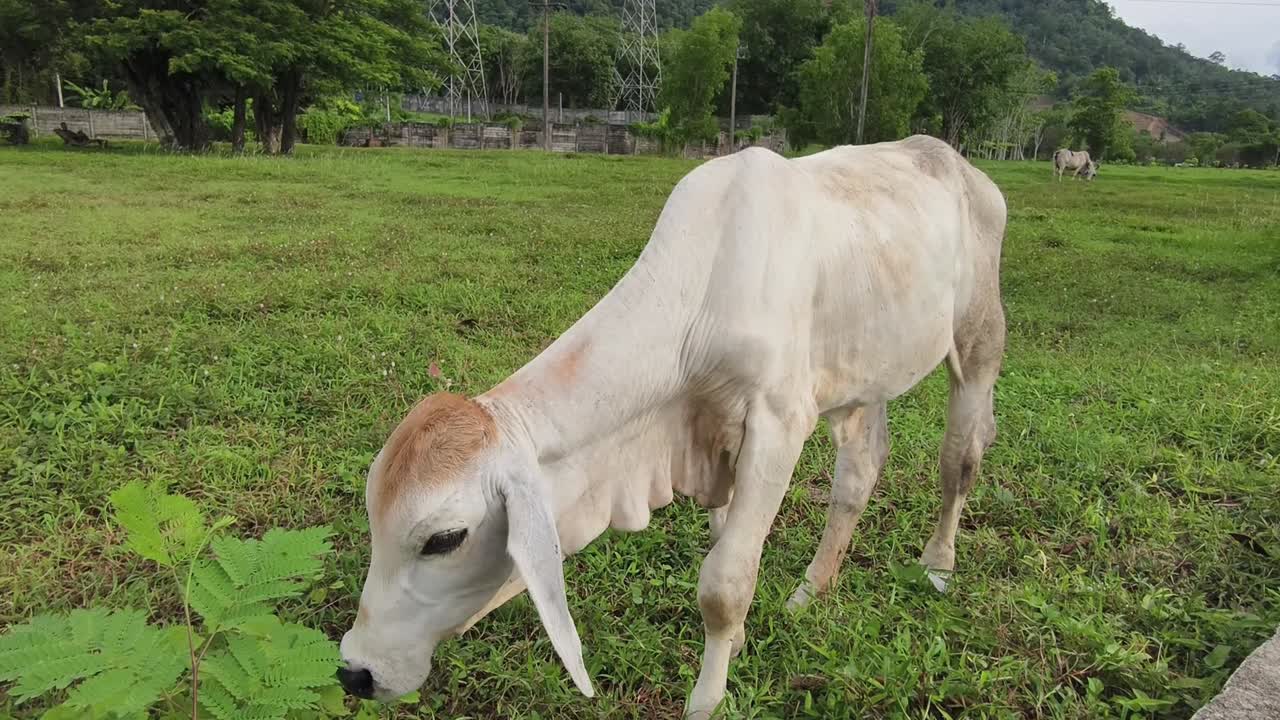 들판 에 있는 어린  소
