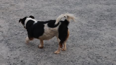 a dog explores and sniffs the ground outside.