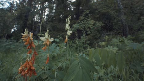 flores en un bosque