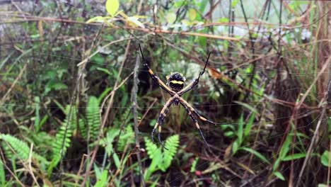 큰 argiope argentata 거미가 거미줄을 타고 기어오르고 있습니다