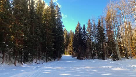 Tilt-up-shot-revealing-a-beautiful-snowy-path-surrounded-by-tall-looming-golden-pine-trees-at-a-ski-resort-in-Colorado-on-a-warm-sunny-clear-day