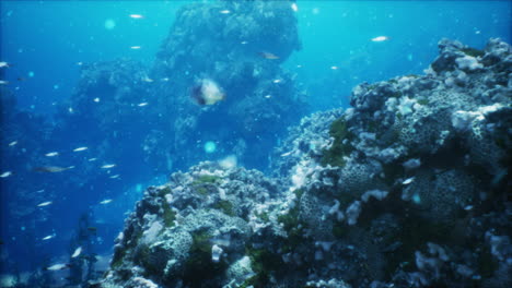 colorful fish swimming through a vibrant coral reef