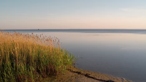 slow motion dolly push in along mudbanks with tall yellow reeds swaying in wind, calm water expanse