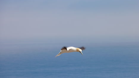 Experience-the-enchanting-world-of-Northern-Gannet-birds-as-they-exhibit-their-natural-behavior-in-stunning-4K-slow-motion