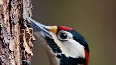close-up of a woodpecker foraging on a tree trunk