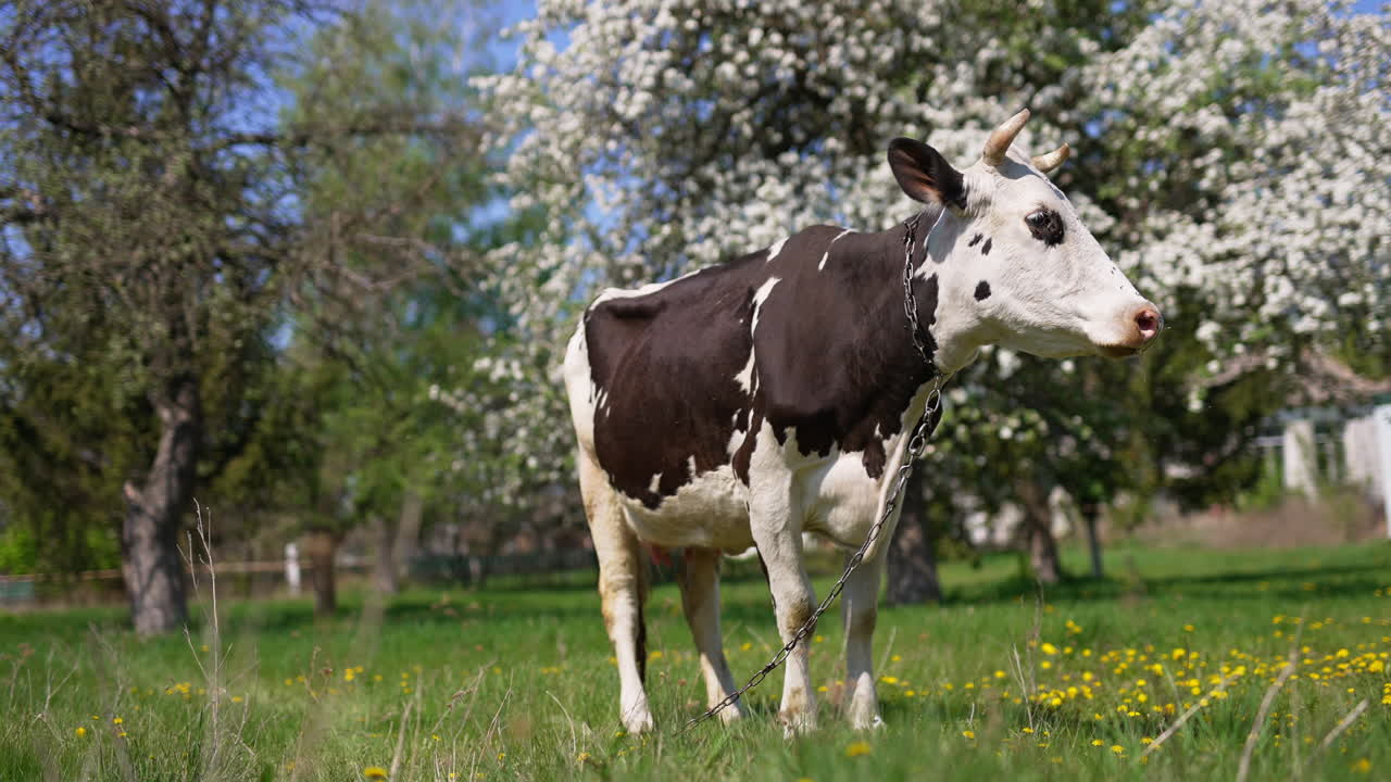 Domestic black and white cow with the chain on its neck stands in the garden. Big cattle animal at the backdrop of blooming fruit trees.