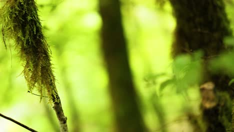primer plano de una rama de musgo en un bosque exuberante