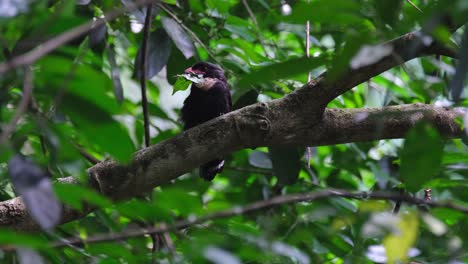 Facing-to-the-left-with-a-leaf-in-its-mouth-while-perched-on-a-branch,-Dusky-Broadbill-Corydon-sumatranus,-Thailand