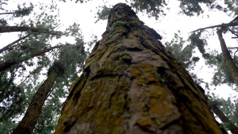 Pino-En-Lo-Profundo-De-Un-Bosque