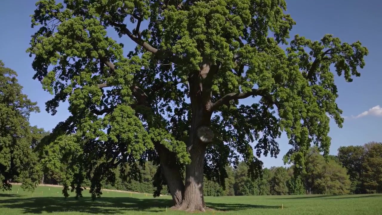 Maestosa quercia secolare in un prato verde in una giornata di sole