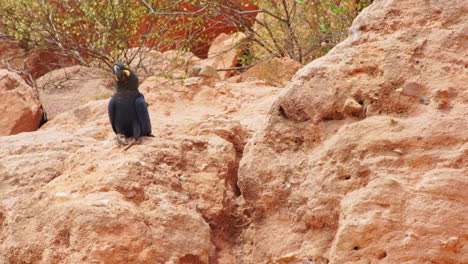 Lear's-macaw-at-sandstone-cliff-near-its-nest-at-Caatinga,-Brazil