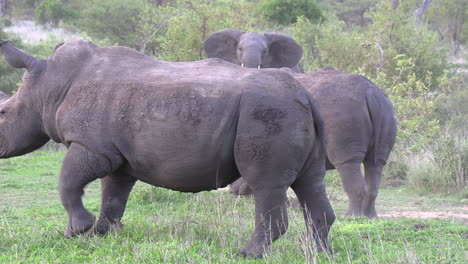 elefante y dos rinocerontes blancos se mueven sobre la hierba en los matorrales verdes