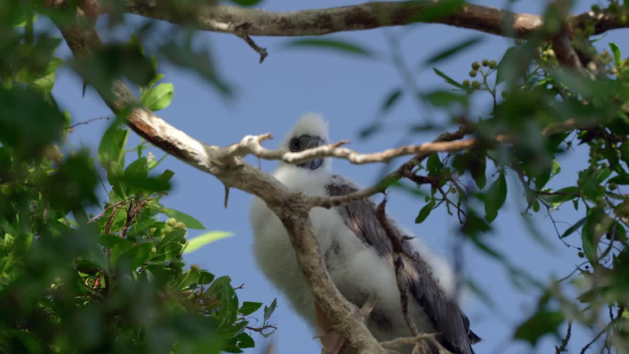 un bebé de patas rojas se sienta en un árbol en little cayman en las islas caimán