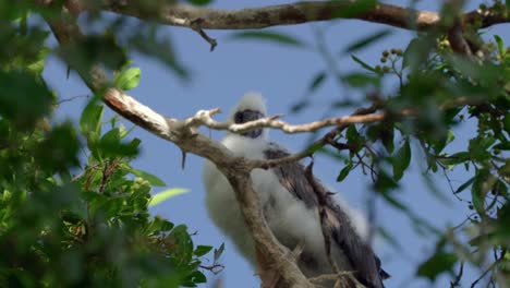 Ein-Kleiner-Rotfußtölpel-Sitzt-In-Einem-Baum-Auf-Little-Cayman-Auf-Den-Kaimaninseln