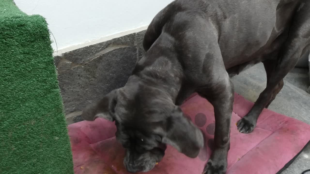 A large black neapolitan mastiff dog laying down on its bed while eating and munching on a chicken wing.
