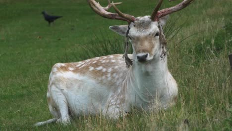 Hirsch-Sitzt-Im-Richmond-Park-Auf-Gras-Und-Bewegt-Den-Kopf-Hin-Und-Her,-Um-Fliegen-Loszuwerden