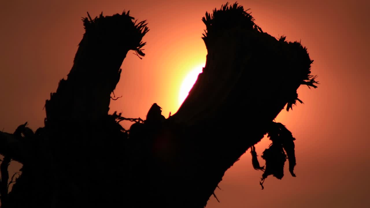 Sun setting through branch