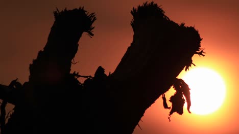 sun setting through branch