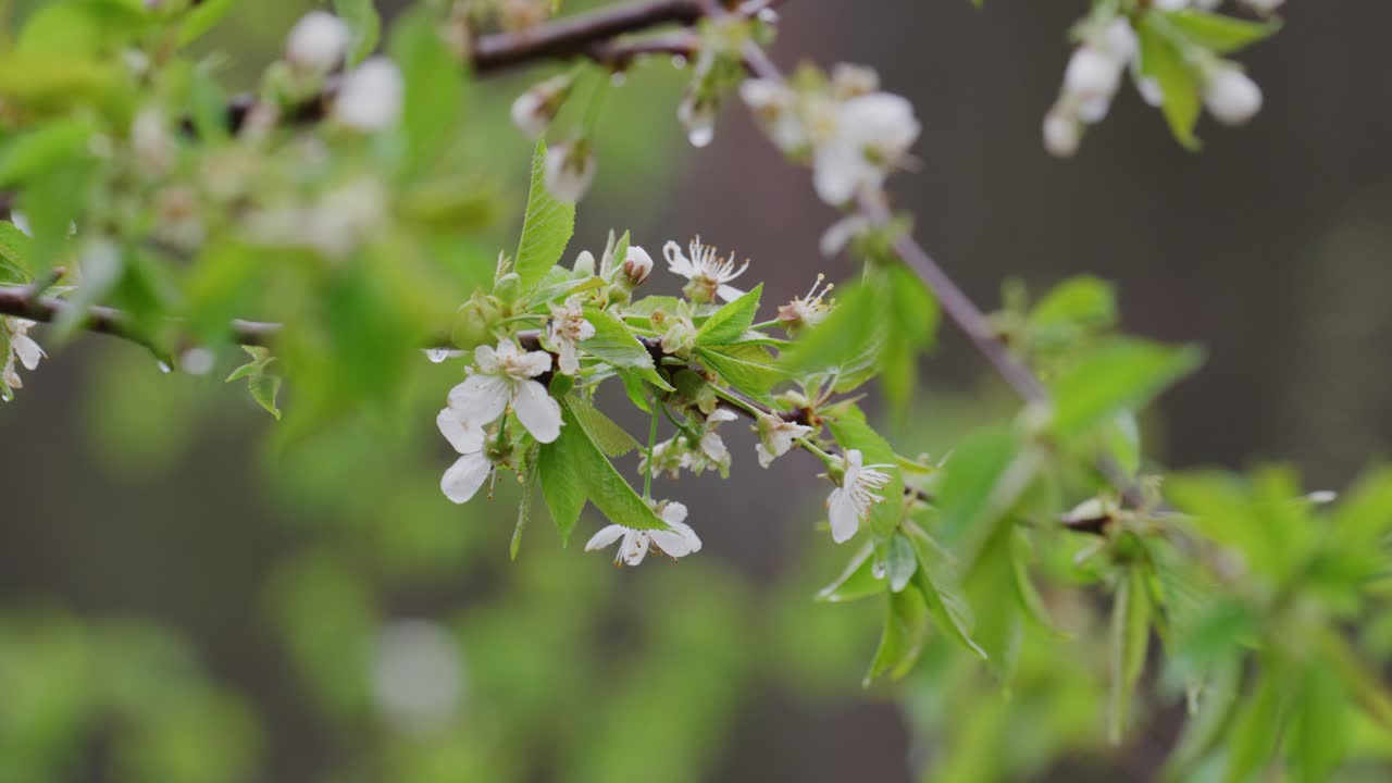 봄에 꽃이 피는 나무 가지