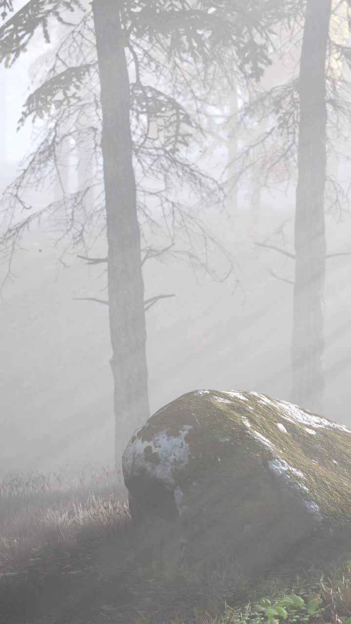 모스 로크 가 있는 안개 숲