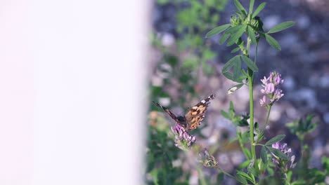 revealing shot of butterfly sitting on leaf.