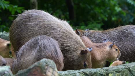 close up shot of a herd of capybaras family feeding on green vegetations, flapping their ears to deter flies