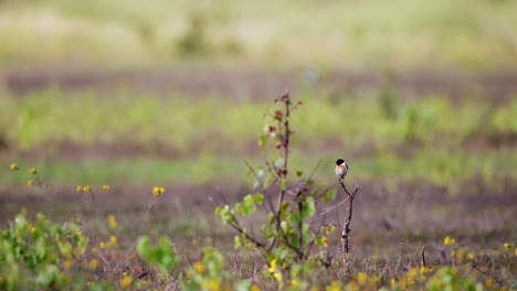 pájaro pequeño, tarabilla europea, se sienta en la parte superior de la rama en un campo lleno de hermosas flores amarillas mirando a su alrededor