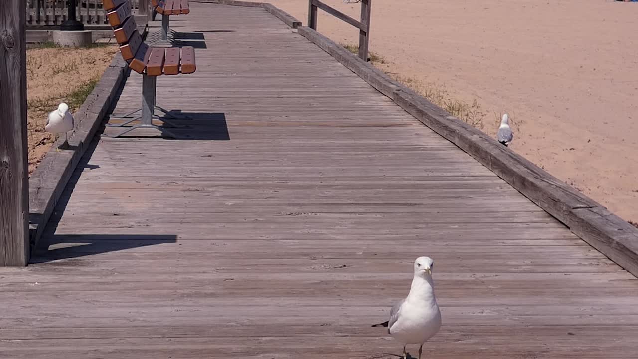 바다표범들이 산책로에서 어울린다