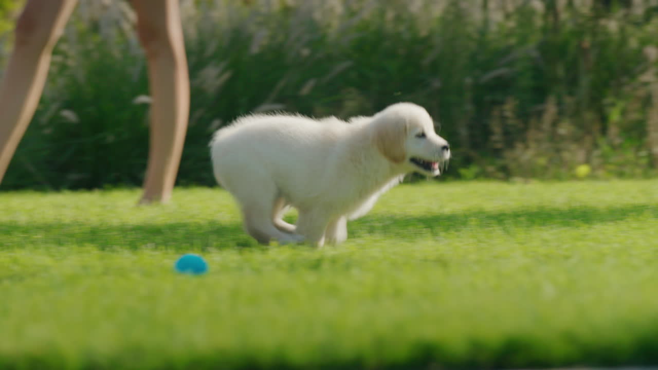 A playful puppy of a golden retriever runs after the children on the lawn in the backyard of the house. Slow motion 4k video