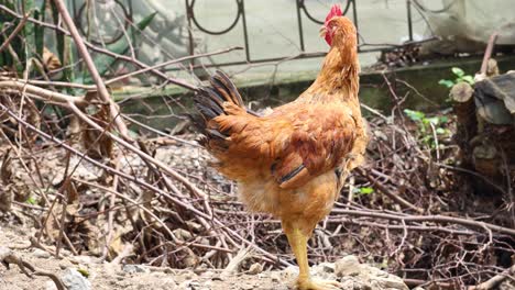 a chicken pecking and walking around.