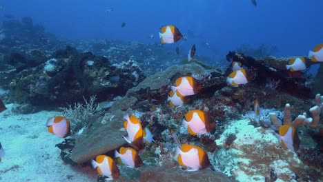 small group of butterfly fish and corals