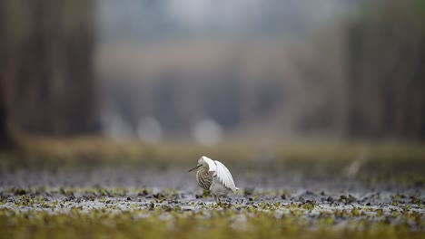 Der-Indische-Teichreiher-Angelt-Im-Teich