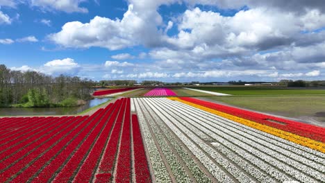 aerial footage of colorful tulip fields