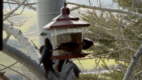 Grupo-De-Pájaros-Comiendo-De-Un-Comedero-Para-Pájaros-En-El-Campo-En-Un-Día-Agradable