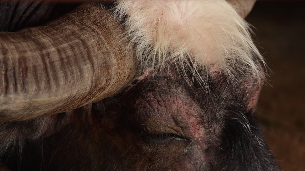 Macro view of a buffalo's head, focusing on its horns and eyes, with insects visible. Natural lighting enhances texture