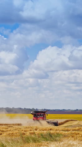combine harvester on golden field under the sky. seasonal works of harvesting ripe wheat in the farmland. vertical video