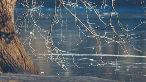 Majestic-old-oak-tree-stands-beside-a-frozen-pond,-its-gnarled-branches-reaching-towards-the-icy-surface